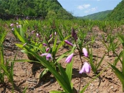 迪庆白芨种植基地供应量9吨图5