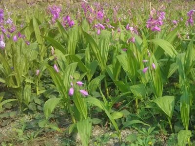 迪庆白芨种植基地供应量9吨图9