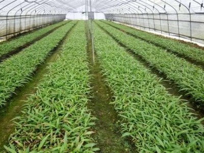 迪庆白芨种植基地供应量9吨图7