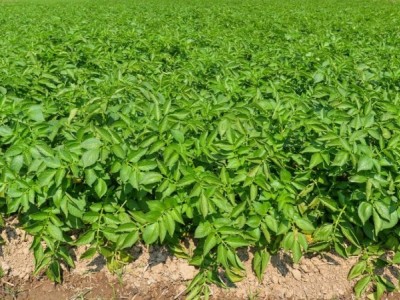 迪庆白芨种植基地供应量9吨图6