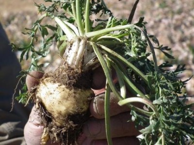 迪庆玛咖种植基地供应量6吨图4