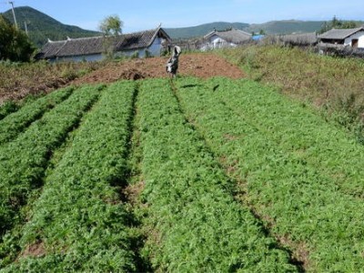 迪庆玛咖种植基地供应量6吨