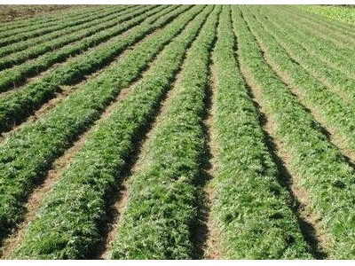 迪庆玛咖种植基地供应量6吨图9