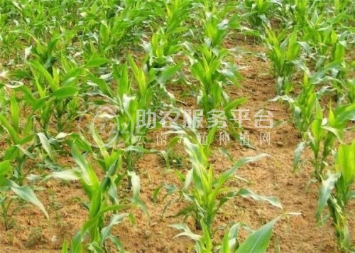 大理鹤庆玉米种植专业合作社供应量10吨图1