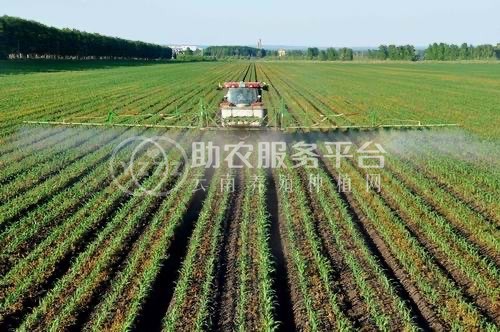 大理鹤庆玉米种植专业合作社供应量10吨图2
