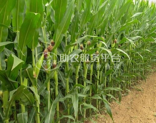 大理鹤庆玉米种植专业合作社供应量10吨图3