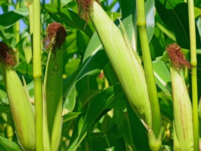 大理鹤庆玉米种植专业合作社供应量10吨图5
