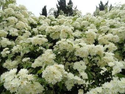 迪庆木香种植基地供应量8吨图5