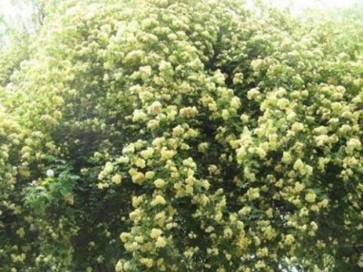 迪庆木香种植基地供应量8吨图4