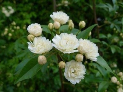 迪庆木香种植基地供应量8吨图6