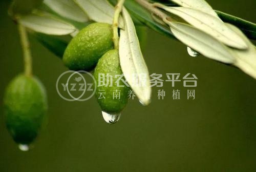 迪庆油橄榄种植基地供应量70吨图1