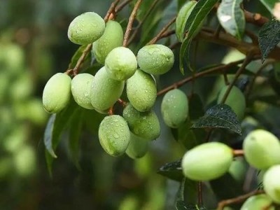 迪庆油橄榄种植基地供应量70吨图4