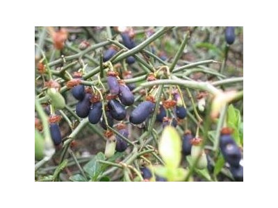 迪庆青刺果种植基地供应量30吨图2