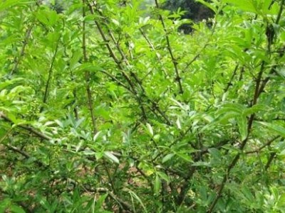 迪庆青刺果种植基地供应量30吨图5