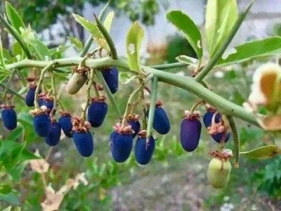 迪庆青刺果种植基地供应量30吨图6