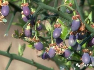 迪庆青刺果种植基地供应量30吨图3