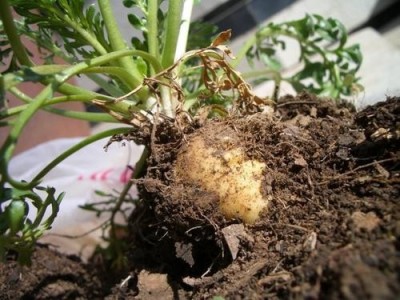 迪庆玛咖种植基地供应量7吨图4