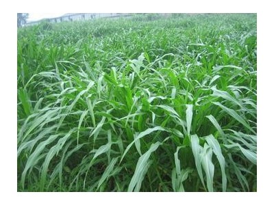 迪庆牧草种植基地供应量90亩图2