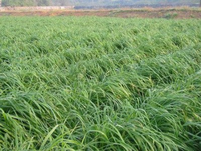 迪庆牧草种植基地供应量90亩图7