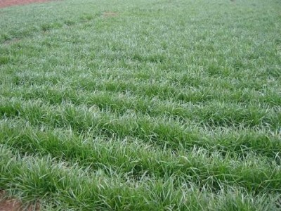 迪庆牧草种植基地供应量90亩图6