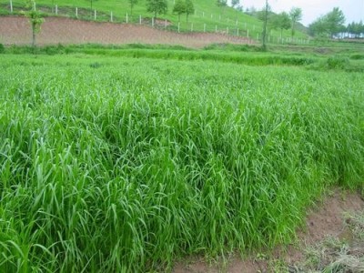 迪庆牧草种植基地供应量90亩图9