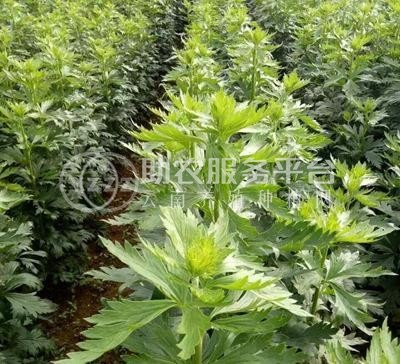 迪庆附子种植基地供应量80吨图5