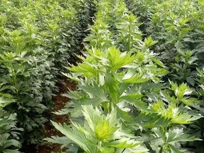 迪庆附子种植基地供应量80吨图5