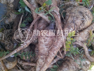 迪庆附子种植基地供应量80吨图1