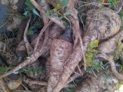 迪庆附子种植基地供应量80吨