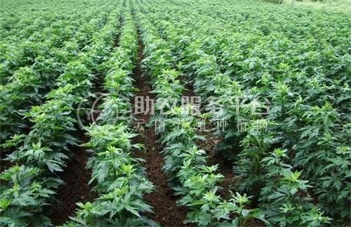 迪庆附子种植基地供应量80吨图2