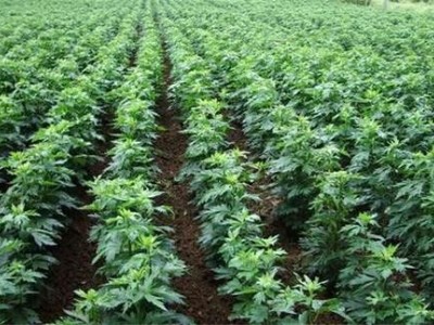 迪庆附子种植基地供应量80吨图2