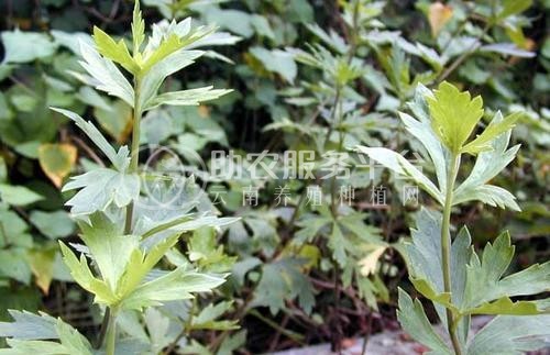 迪庆附子种植基地供应量80吨图4
