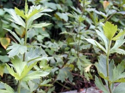 迪庆附子种植基地供应量80吨图4