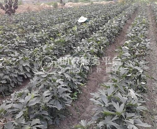 迪庆附子种植基地供应量80吨图3