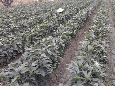 迪庆附子种植基地供应量80吨图3