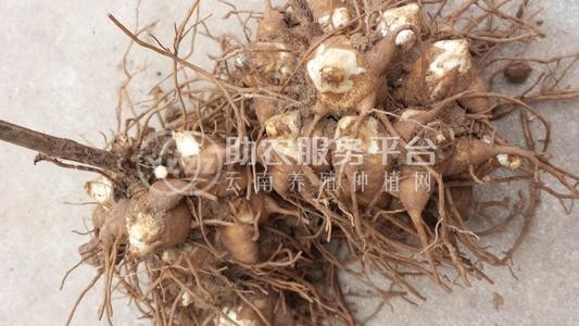 迪庆附子种植基地供应量80吨图8