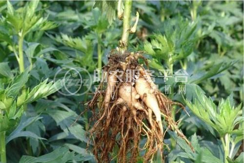 迪庆附子种植基地供应量80吨图6