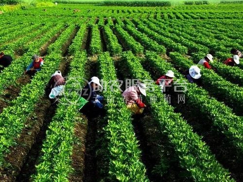 迪庆附子种植基地供应量80吨图7