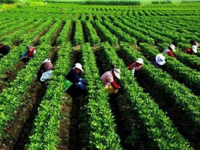 迪庆附子种植基地供应量80吨图7