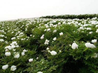 迪庆油牡丹种植基地供应量60亩