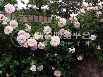 迪庆月季种植基地供应量8000株图1