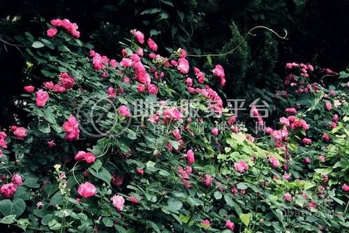 迪庆月季种植基地供应量8000株图2