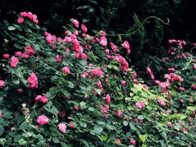 迪庆月季种植基地供应量8000株图2