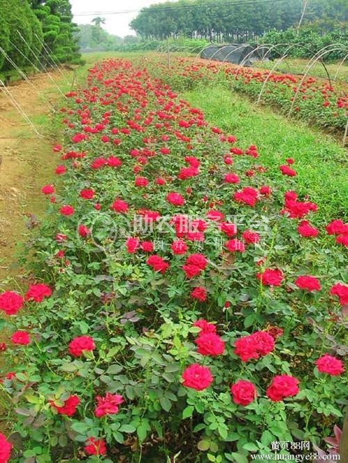 迪庆月季种植基地供应量8000株图3