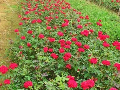 迪庆月季种植基地供应量8000株图3