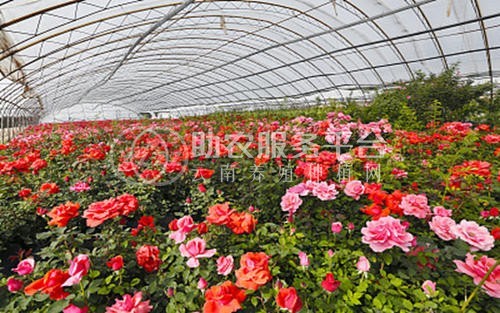 迪庆月季种植基地供应量8000株图7