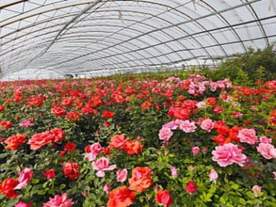 迪庆月季种植基地供应量8000株图7