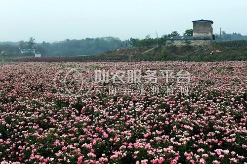 迪庆月季种植基地供应量8000株图9