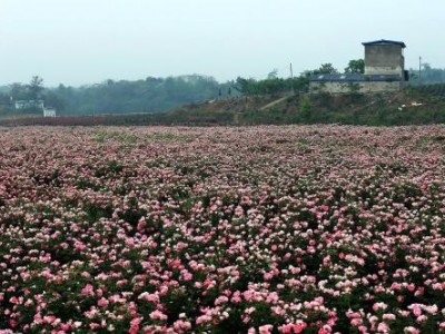 迪庆月季种植基地供应量8000株图9
