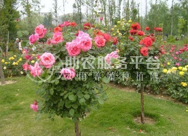 迪庆月季种植基地供应量8000株图4